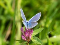 Hauhechel Bläuling Männchen